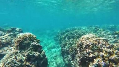 Güzel tropikal resif balığı ve mercan manzarası, Mercan Üçgeni 'nde berrak mavi sular ve biyolojik çeşitlilik, Filipinler Asya' nın seyahat ettiği vahşi yaşam. 