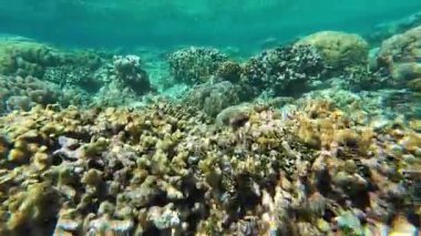 Güzel tropikal resif balığı ve mercan manzarası, Mercan Üçgeni 'nde berrak mavi sular ve biyolojik çeşitlilik, Filipinler Asya' nın seyahat ettiği vahşi yaşam. 