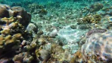 Güzel tropikal resif balığı ve mercan manzarası, Mercan Üçgeni 'nde berrak mavi sular ve biyolojik çeşitlilik, Filipinler Asya' nın seyahat ettiği vahşi yaşam. 