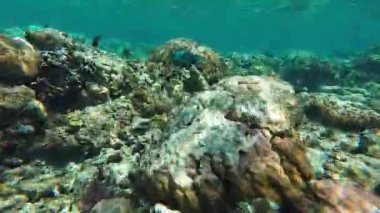 Güzel tropikal resif balığı ve mercan manzarası, Mercan Üçgeni 'nde berrak mavi sular ve biyolojik çeşitlilik, Filipinler Asya' nın seyahat ettiği vahşi yaşam. 