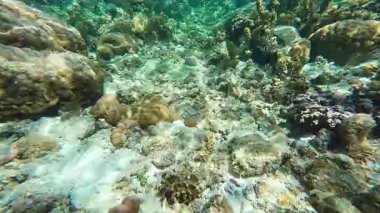 Underwater tropical coral reefs in the Philippines with colorful fish, turtles and starfish, showcasing rich marine biodiversity for diving and snorkeling content