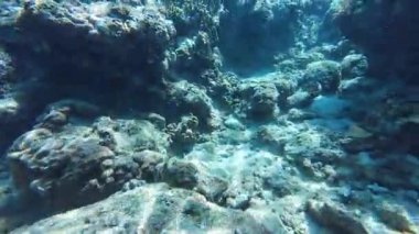 Underwater tropical coral reefs in the Philippines with colorful fish, turtles and starfish, showcasing rich marine biodiversity for diving and snorkeling content