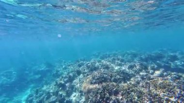 Underwater tropical coral reefs in the Philippines with colorful fish, turtles and starfish, showcasing rich marine biodiversity for diving and snorkeling content