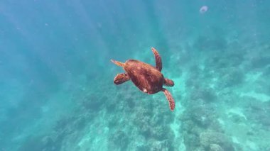 Underwater tropical coral reefs in the Philippines with colorful fish, turtles and starfish, showcasing rich marine biodiversity for diving and snorkeling content