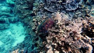 Underwater tropical coral reefs in the Philippines with colorful fish, turtles and starfish, showcasing rich marine biodiversity for diving and snorkeling content