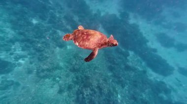 Underwater tropical coral reefs in the Philippines with colorful fish, turtles and starfish, showcasing rich marine biodiversity for diving and snorkeling content
