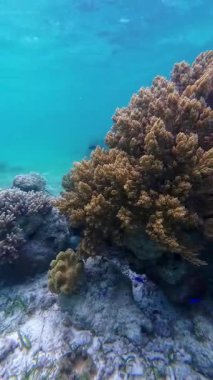 Vibrant underwater tropical coral reef in the Philippines with diverse marine life, perfect for diving, snorkeling, travel, adventure, and educational content