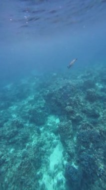Underwater tropical coral reefs in the Philippines with colorful fish, turtles and starfish, showcasing rich marine biodiversity for diving and snorkeling content