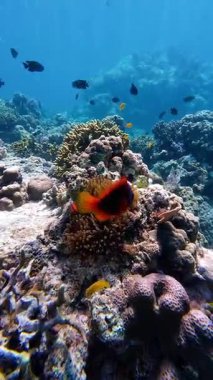 Vibrant underwater tropical coral reef in the Philippines with diverse marine life, perfect for diving, snorkeling, travel, adventure, and educational content