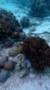 Vibrant underwater tropical coral reef in the Philippines with diverse marine life, perfect for diving, snorkeling, travel, adventure, and educational content