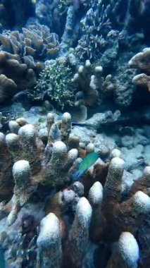 Vibrant underwater tropical coral reef in the Philippines with diverse marine life, perfect for diving, snorkeling, travel, adventure, and educational content