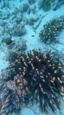 Vibrant underwater tropical coral reef in the Philippines with diverse marine life, perfect for diving, snorkeling, travel, adventure, and educational content