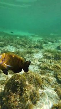 Vibrant underwater tropical coral reef in the Philippines with diverse marine life, perfect for diving, snorkeling, travel, adventure, and educational content