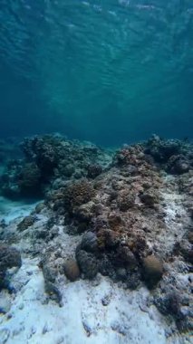 Vibrant underwater tropical coral reef in the Philippines with diverse marine life, perfect for diving, snorkeling, travel, adventure, and educational content