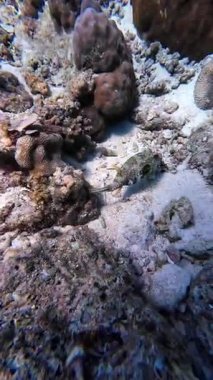 Vibrant underwater tropical coral reef in the Philippines with diverse marine life, perfect for diving, snorkeling, travel, adventure, and educational content