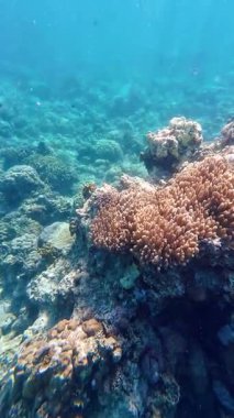 Vibrant underwater tropical coral reef in the Philippines with diverse marine life, perfect for diving, snorkeling, travel, adventure, and educational content