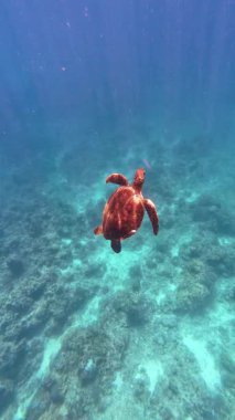 Vibrant underwater tropical coral reef in the Philippines with diverse marine life, perfect for diving, snorkeling, travel, adventure, and educational content