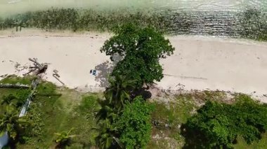 Dumaluan plajı, Filipinler, Bohol, tropikal palmiye ağaçları kıyıları ve Bangka tekneleri kenetlenmiş kristal berrak su üzerindeki hava aracı görüntüsü ve deniz çayırları mavi gökyüzü tatil gezisi için seyahat ediyor. 