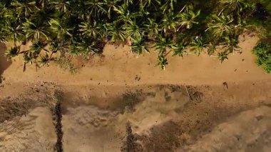 Siquijor tropikal plajları, küçük kasabalar ve Filipinler 'deki yeşil tropikal yapraklar üzerinde hava aracı görüntüsü, güzel Asya seyahatleri sinematik palmiye ağaçları ve okyanuslar  