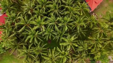 Siquijor tropikal plajları, küçük kasabalar ve Filipinler 'deki yeşil tropikal yapraklar üzerinde hava aracı görüntüsü, güzel Asya seyahatleri sinematik palmiye ağaçları ve okyanuslar  