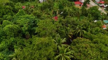 Siquijor tropikal plajları, küçük kasabalar ve Filipinler 'deki yeşil tropikal yapraklar üzerinde hava aracı görüntüsü, güzel Asya seyahatleri sinematik palmiye ağaçları ve okyanuslar  