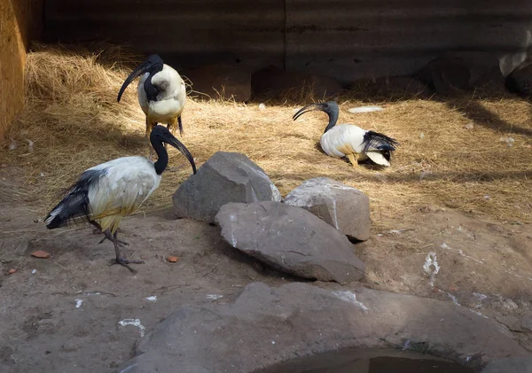 立って 歩くと動物園の水場近くに座って つの黒頭 Threskiornis トキの群れ — ストック写真