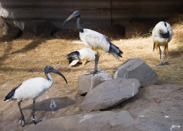 立って 歩くと動物園の水場近くに座って つの黒頭 Threskiornis トキの群れ — ストック写真