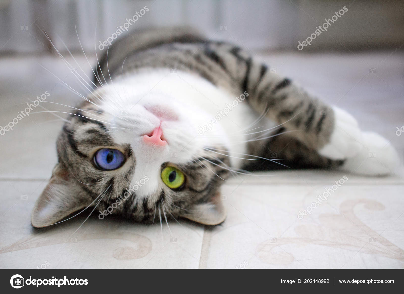 Haustier Katze Mit Leuchtend Bunten Grün Blaue Augen Liegt
