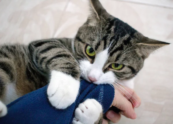 Gato Doméstico Mascota Con Brillante Verde Ojos Juega Morder Brazo —  Fotos de Stock