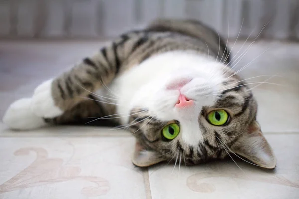Domestic Pet Cat Bright Green Eyes Lies Upside Floor — Stock Photo, Image