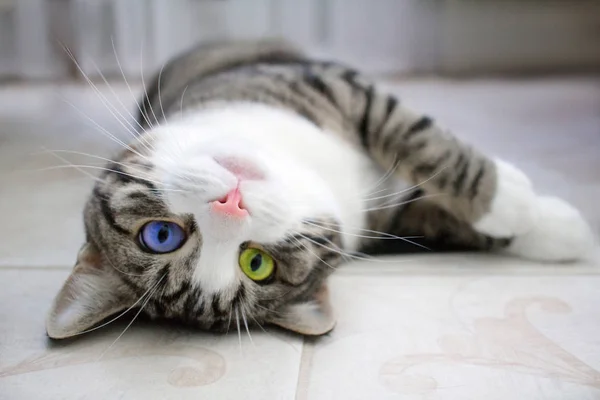 Gato Doméstico Mascota Con Brillante Multicolor Verde Azul Ojos Encuentra —  Fotos de Stock
