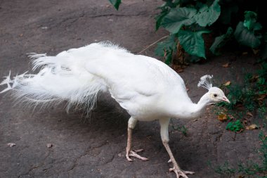 Bembeyaz kuş tavuskuşu peahen taç ile Hayvanat Bahçesi toprağa yürür