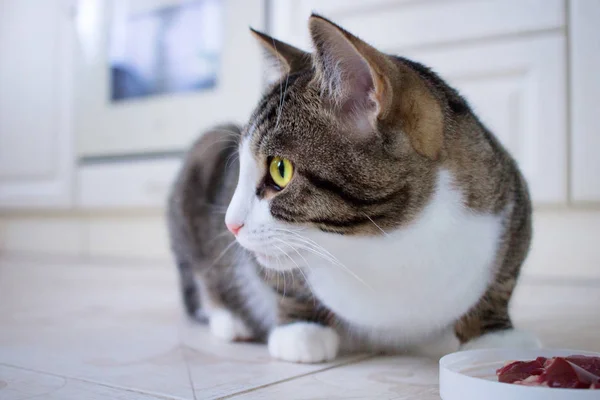 Gato Doméstico Sentado Cerca Tazón Alimentación Con Carne Mira Alrededor —  Fotos de Stock