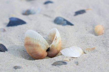 Deniz ve kıyı sands, kumlu plaj deniz manzarası üzerinde istiridye