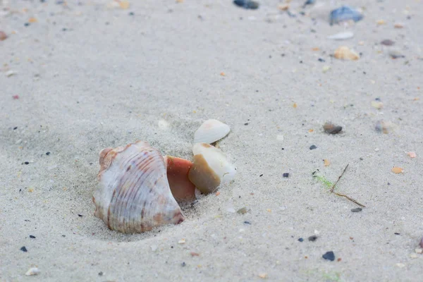 Seashells Clams Coastal Sands Sandy Beach Seascape — Stock Photo, Image