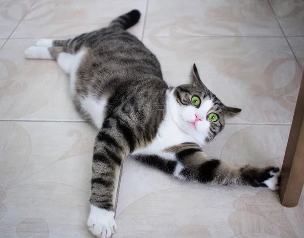 Domestic Pet Cat Crazy Bright Green Eyes Lies Floor Posing — Stock Photo, Image