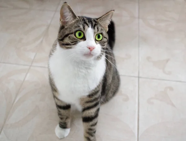 Gato Doméstico Con Ojos Verdes Brillantes Sienta Suelo Posando Listo — Foto de Stock