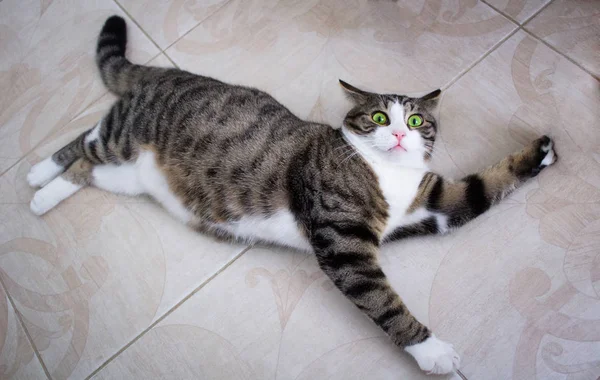 Domestic Pet Cat Crazy Bright Green Eyes Lies Floor Posing — Stock Photo, Image