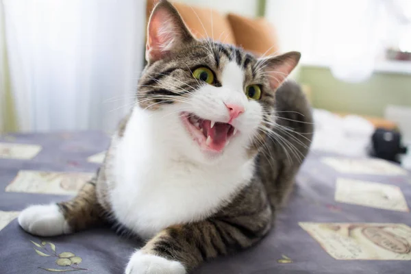 Domestic Pet Cat Bright Green Eyes Lies Table Posing — Stock Photo, Image