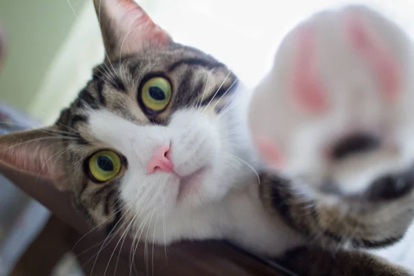 Doméstico Listrado Animal Estimação Gato Com Olhos Verdes Brilhantes Estende — Fotografia de Stock