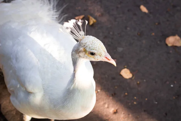 Retrato Cerca Del Pájaro Blanco Como Nieve Peafowl Peahen Con — Foto de Stock