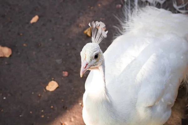 Gros Plan Portrait Oiseau Blanc Des Neiges Peahen Avec Couronne — Photo