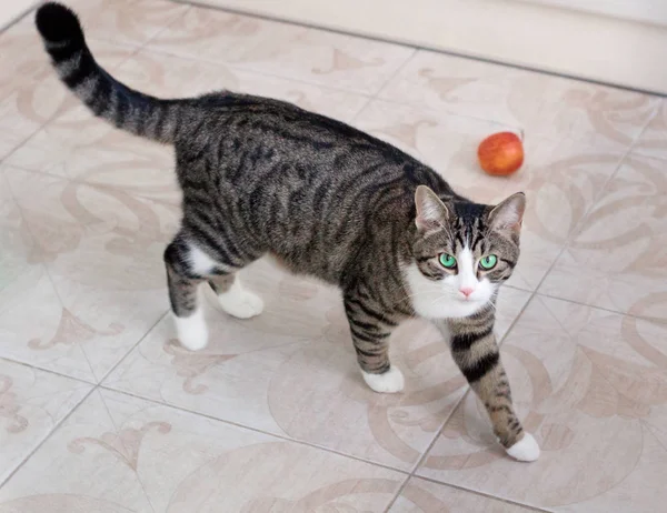 Gato Doméstico Mascota Con Brillante Verde Ojos Camina Mirando Con —  Fotos de Stock