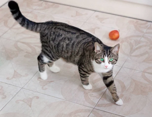 Domestic Pet Cat Bright Green Eyes Walks Watching Cautiously Intently — Stock Photo, Image