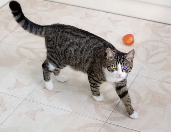 Gato Doméstico Mascota Con Brillante Multicolor Verde Azul Ojos Camina —  Fotos de Stock