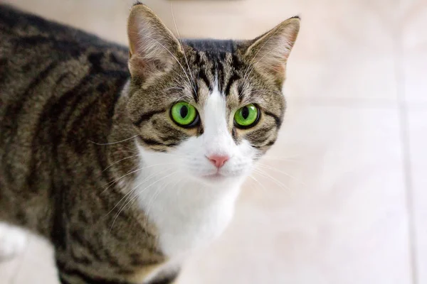 Gato Doméstico Con Ojos Verdes Brillantes Observa Cautelosa Intensamente —  Fotos de Stock