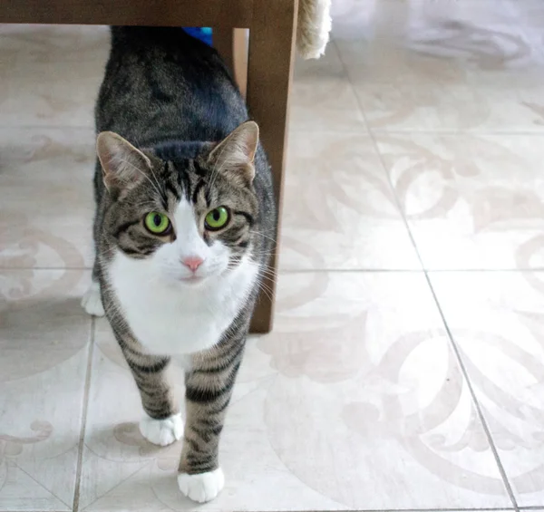 Gato Doméstico Con Ojos Verdes Brillantes Camina Suelo Listo Para —  Fotos de Stock