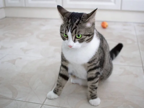 Gato Doméstico Con Ojos Verdes Brillantes Sienta Suelo Posando —  Fotos de Stock
