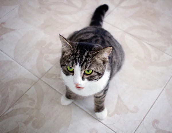 Gato Doméstico Con Ojos Verdes Brillantes Sienta Suelo Posando Listo — Foto de Stock