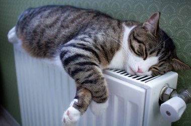 Kürklü çizgili kedi sıcak radyatörde uzanıyor ve dinleniyor.